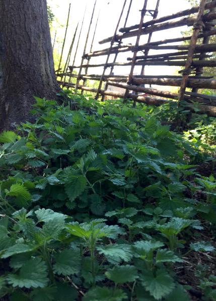 35051648_10155856812793650_7317873215747915776_n (1)