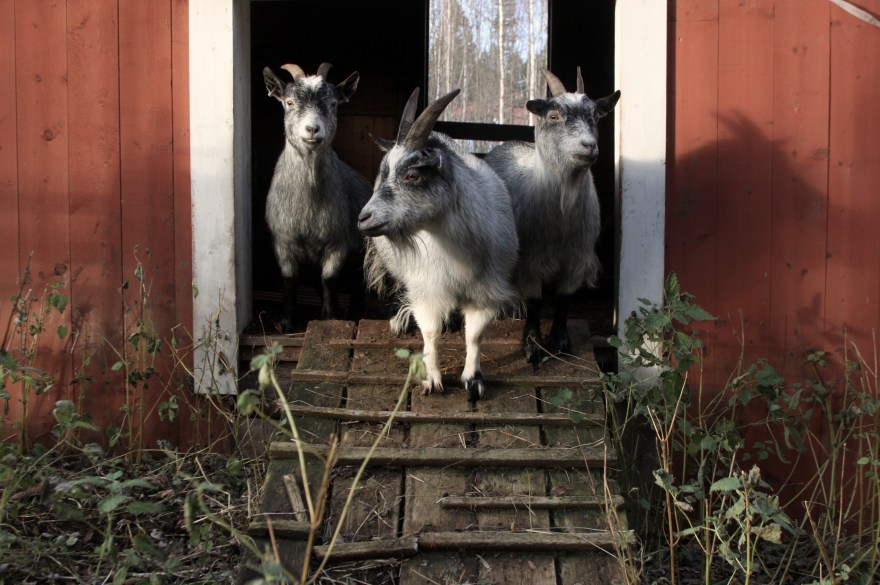 IMG_9080 kopia (kopia)