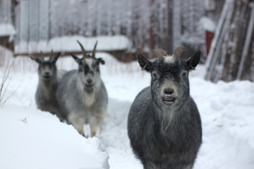 IMG_9522 kopia (kopia)