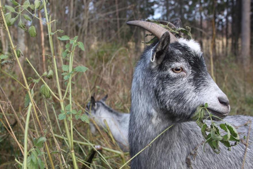 37071369_10155929330868650_5220564878938341376_n (kopia)